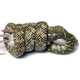 An Eastern kingsnake (Lampropeltis getula) constricting a small rodent with a uniform coil. (Image: David Penning, Missouri Southern State University)